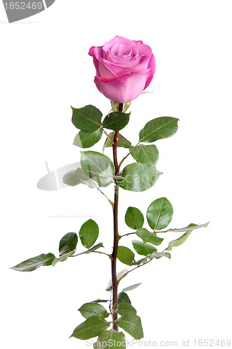 Image of One fresh pink rose over white background