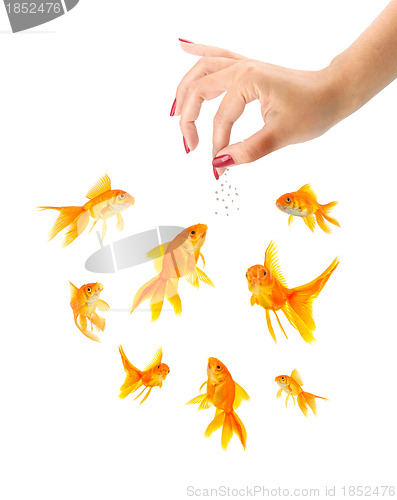 Image of Woman feeding goldfishes