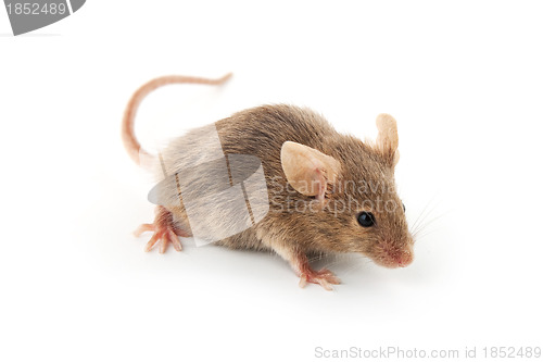 Image of Small mouse