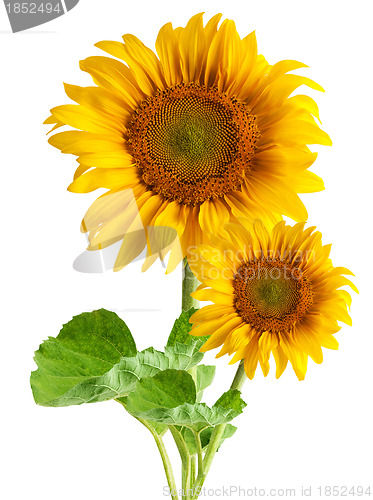 Image of The beautiful sunflower