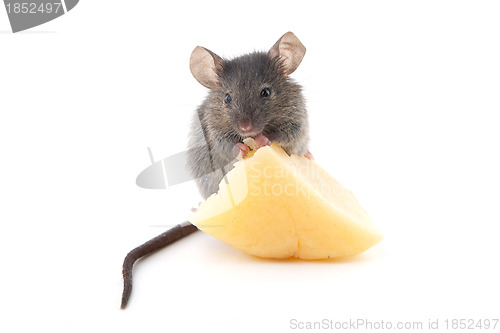 Image of Mouse and cheese