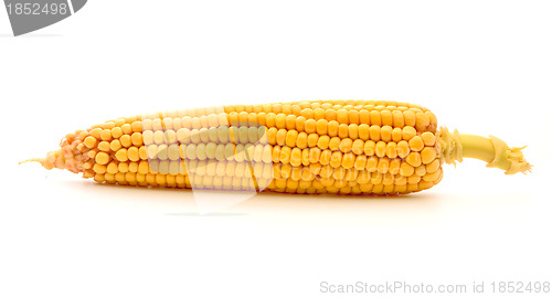 Image of Corn