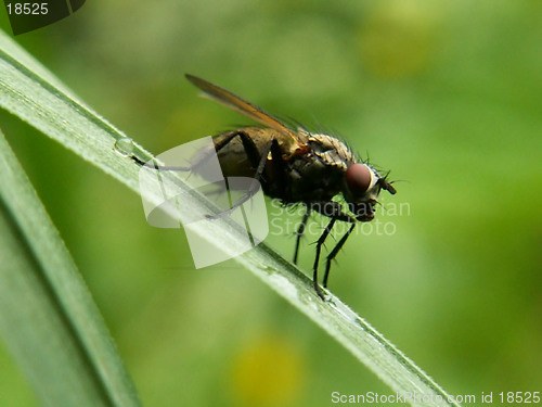 Image of fly