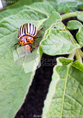 Image of Colorado potato beetle