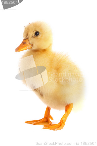 Image of The yellow small duckling