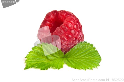 Image of Ripe rasberry with green leaf isolated over white. Close up macr