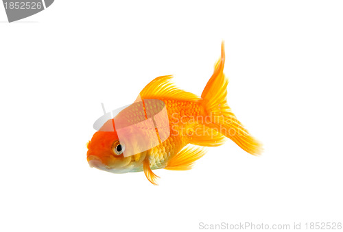 Image of Goldfish