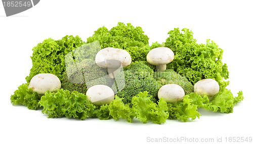 Image of Champignon on a lettuce