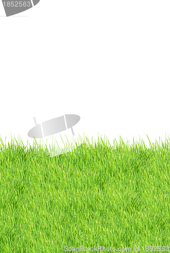 Image of Grass