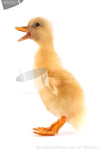 Image of The yellow small duckling