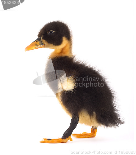 Image of The black small duckling