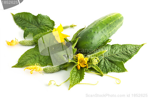 Image of The cucumber white flowers 