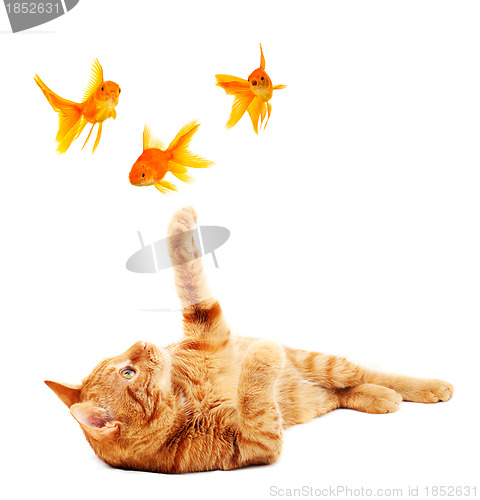 Image of Goldfishes and cat
