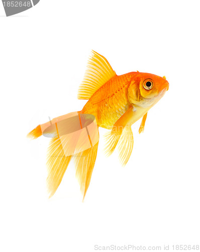 Image of Goldfish