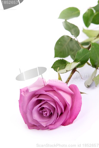 Image of One fresh pink rose  over white background