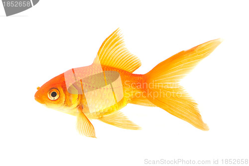 Image of Goldfish