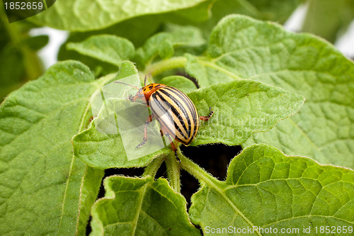 Image of Colorado potato beetle