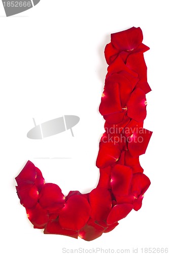 Image of Letter J made from red petals rose on white