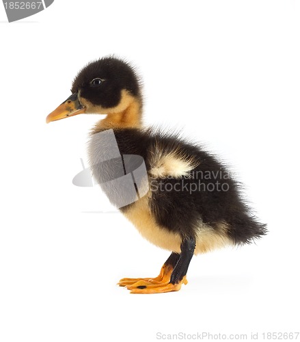 Image of The black small duckling