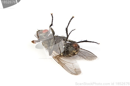 Image of Fly isolated on white. Macro shot of a dead housefly