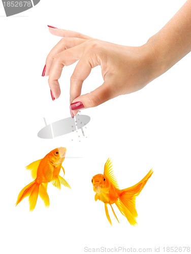 Image of Woman feeding goldfishes
