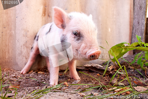 Image of Close-up of a cute muddy piglet running around outdoors on the f