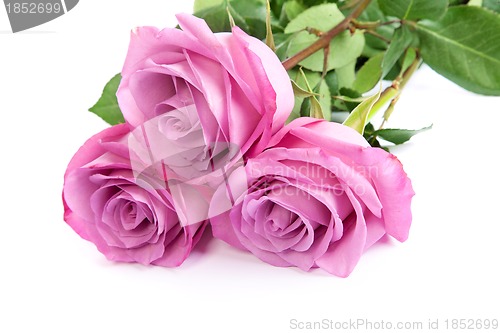 Image of Three fresh pink roses over white background