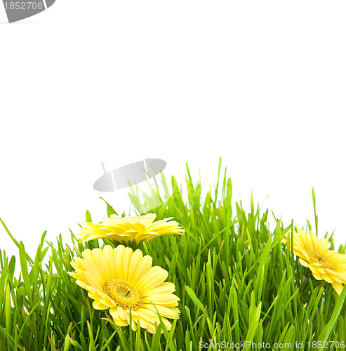 Image of Isolated green grass with yellow flowers