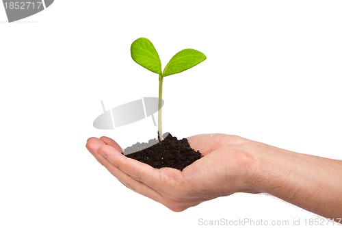 Image of Male hand hold a small sprout and an earth handful