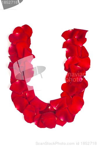 Image of Letter U made from red petals rose on white