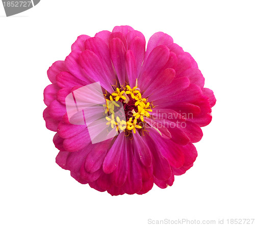 Image of Flowers