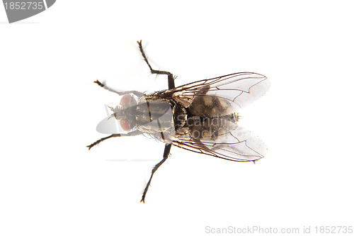 Image of Fly isolated on white. Macro shot of a housefly,