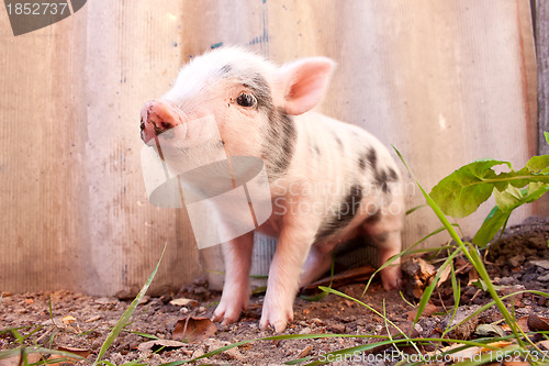 Image of Close-up of a cute muddy piglet running around outdoors on the f