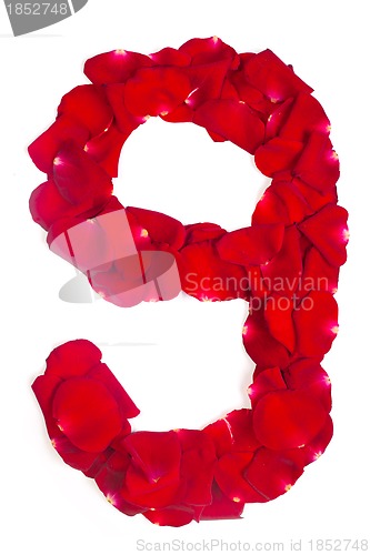 Image of number 9 made from red petals rose on white