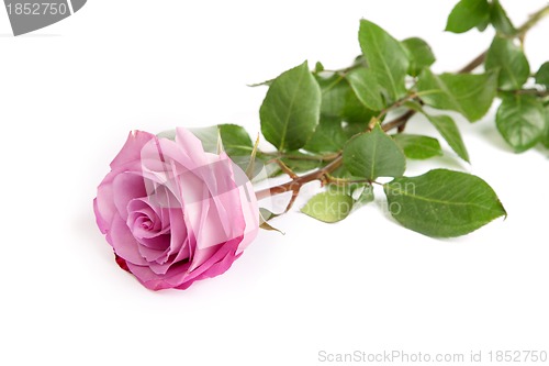 Image of One fresh pink rose  over white background