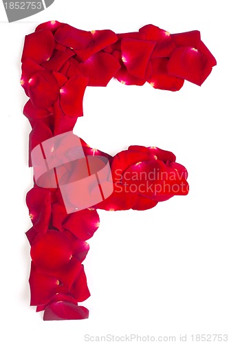 Image of Letter F made from red petals rose on white