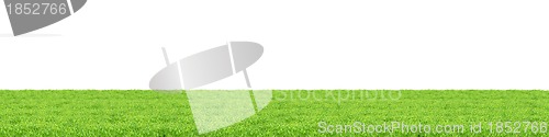 Image of Isolated green grass