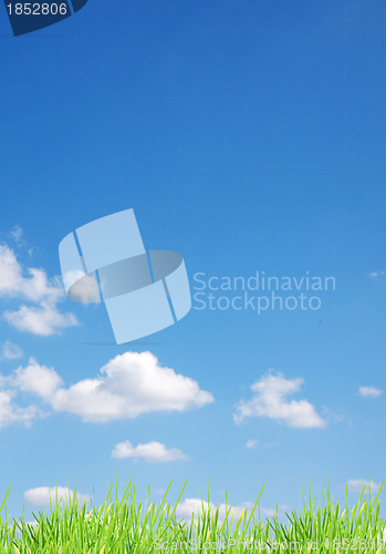 Image of Isolated green grass