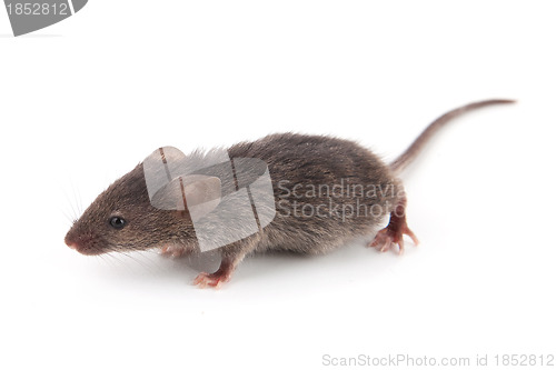 Image of Small mouse