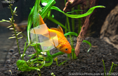 Image of Gold fish