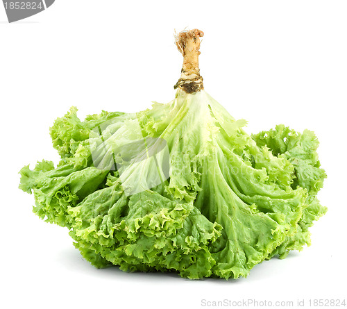 Image of Lettuce