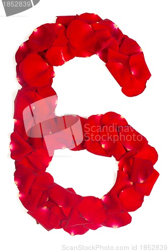 Image of number 6 made from red petals rose on white