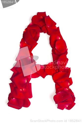 Image of Letter A made from red petals rose on white