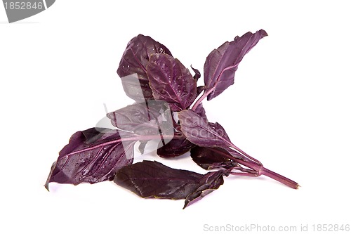 Image of Fresh green basil leaves on white background