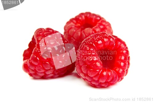 Image of Three fresh raspberry on a white background. Close up macro shot