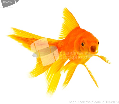 Image of Goldfish