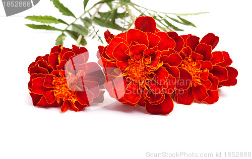 Image of Flowers