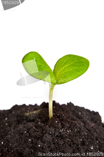 Image of Heap dirt with a green plant sprout isolated