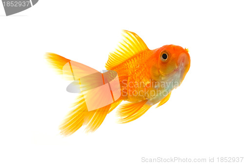 Image of Goldfish