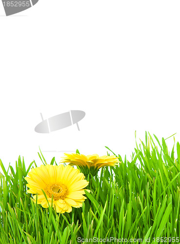 Image of Isolated green grass with yellow flowers